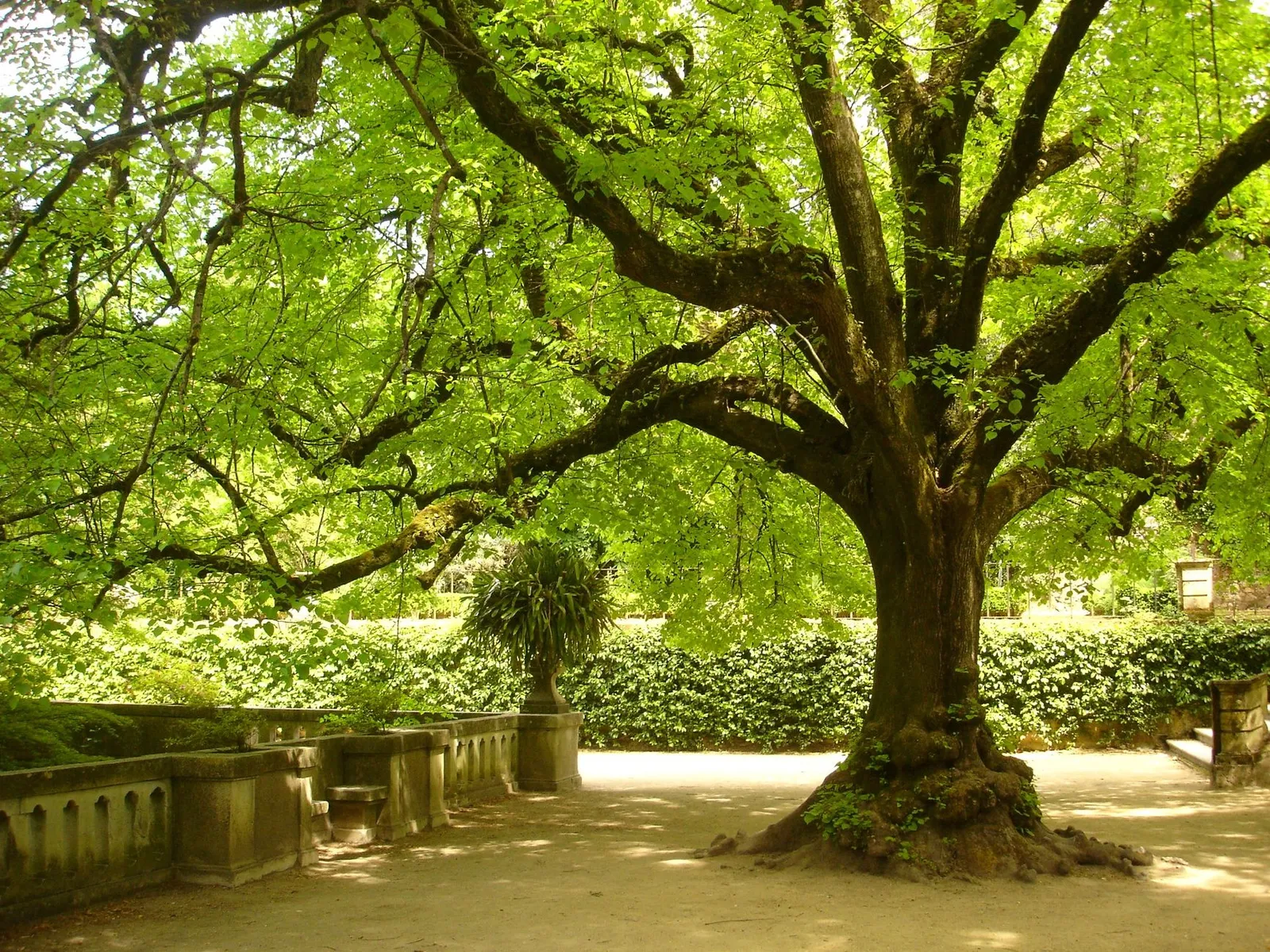 Grand arbre feuillu étendant son ombre sous une vaste cour arborée, avec un banc et des allées claires