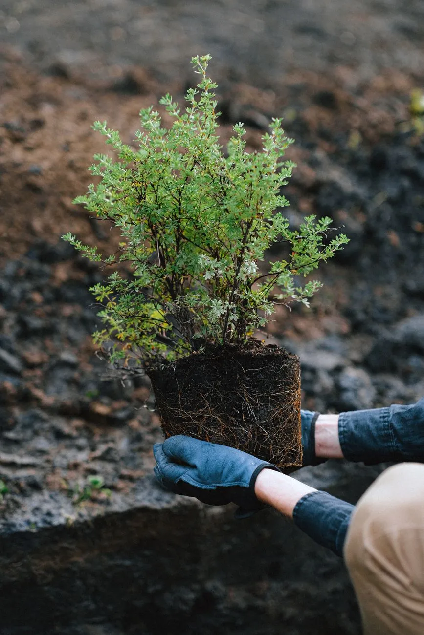 Jeune arbuste à racines nues tenu au-dessus d'un trou de plantation, avec paillage et terre autour