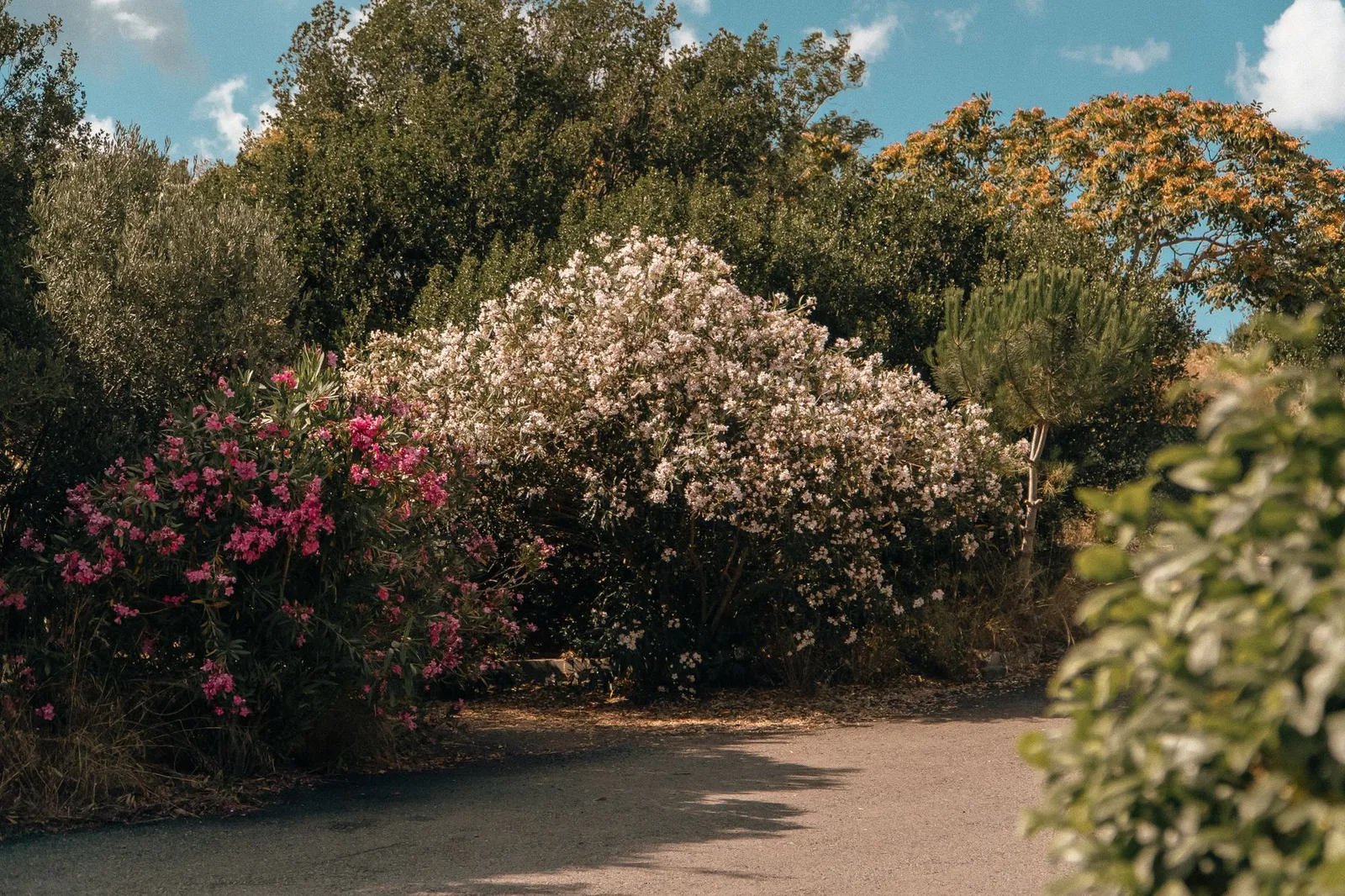 Un massif d’arbustes persistants et de lauriers-roses en fleurs le long d’une allée, sous un ciel d’été