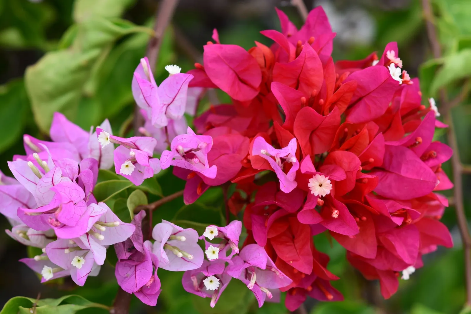 Gros plan horizontal sur une touffe de bougainvillier violet, avec de petites fleurs blanches au centre des bractées