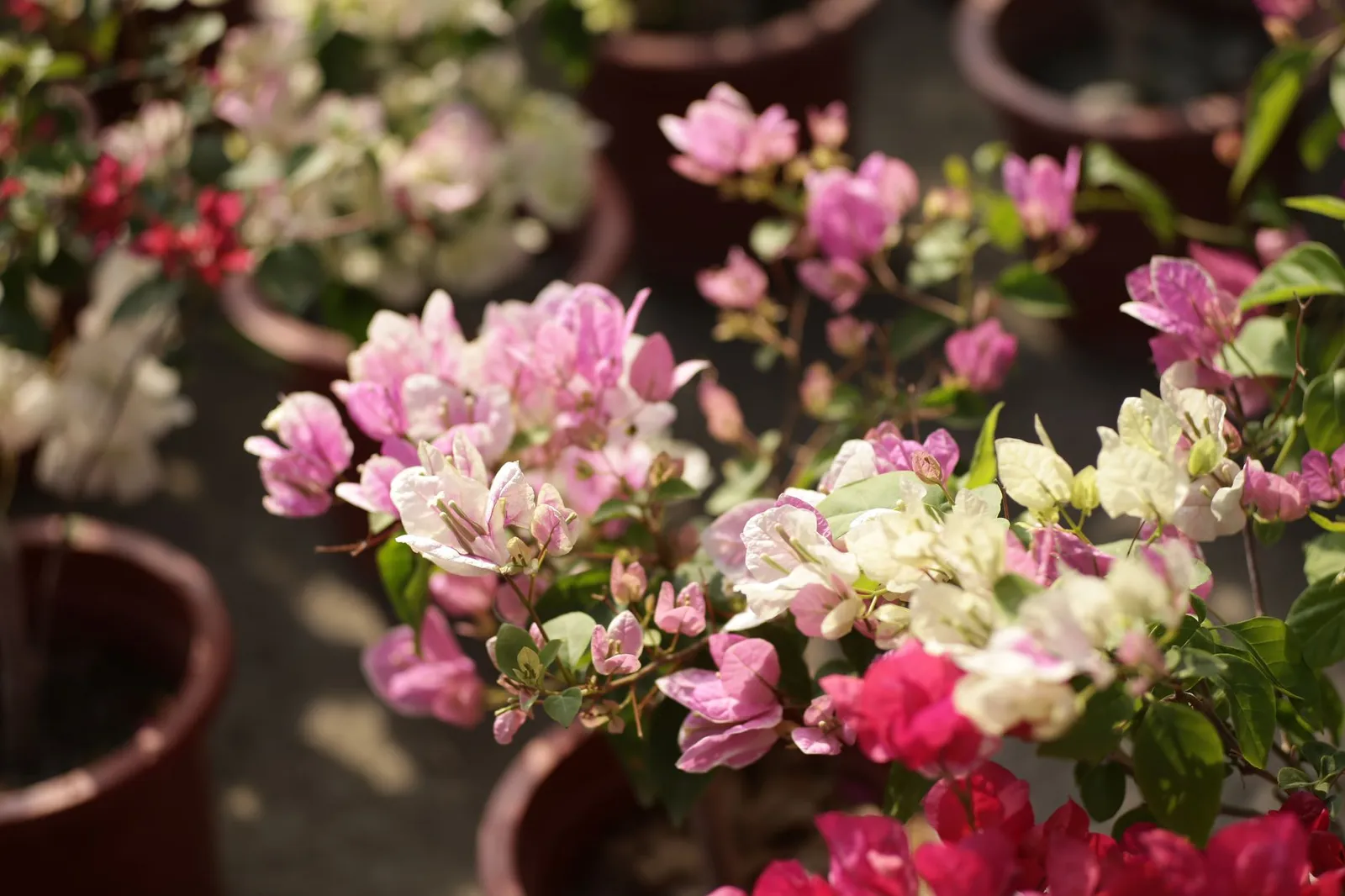 Bougainvillier en fleurs roses et blanches dans des pots en terre cuite, sous une lumière de plein soleil