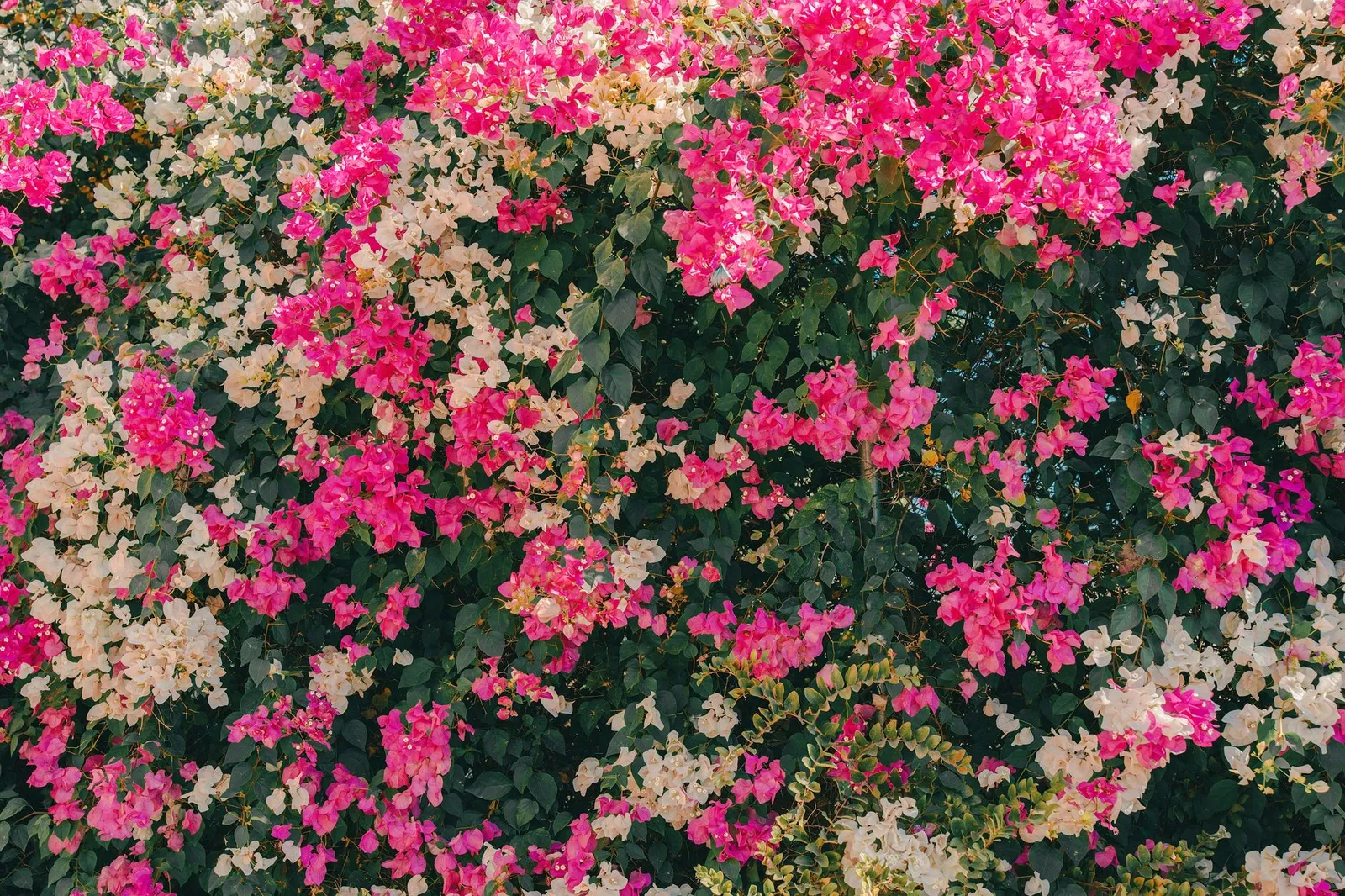 Bougainvillier rose et blanc couvrant un mur au soleil, avec des bractées denses et aucun visage visible
