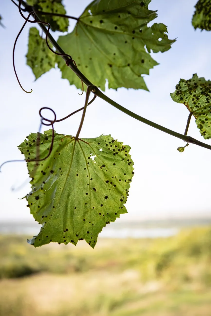 Feuille de vigne verte couverte de petites taches noires, vue en contre-plongée sur fond lumineux
