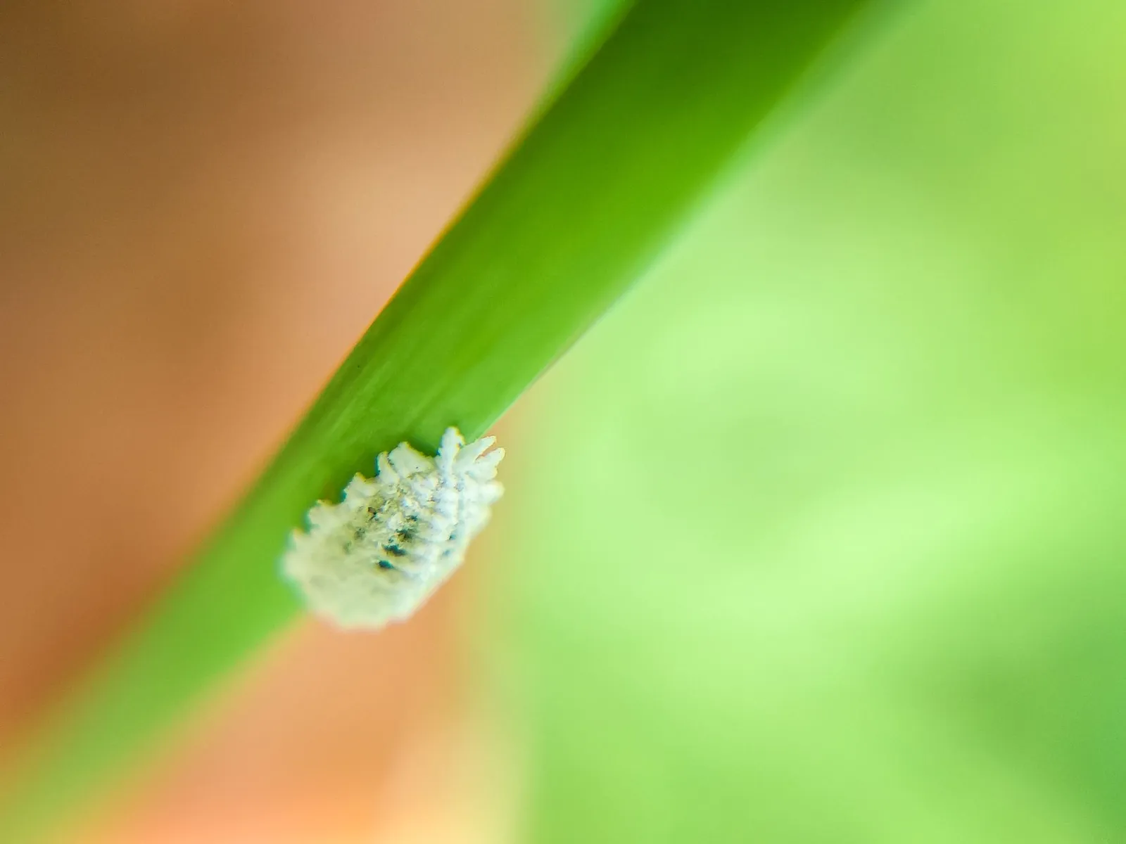 Cochenille blanche cotonneuse fixée sur une feuille verte, avec fond flou