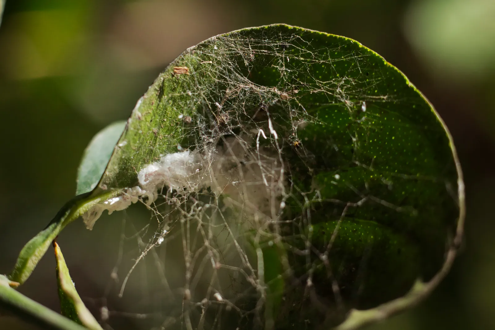 Feuille d’agrume avec amas blancs de cochenilles et fins fils de toile, en gros plan