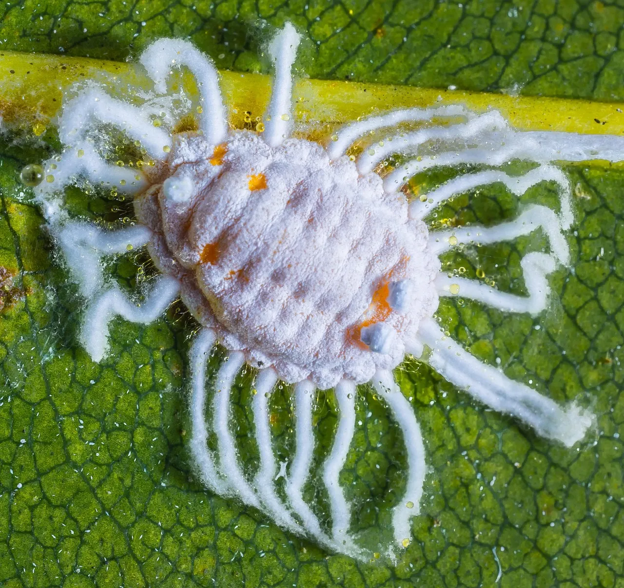 Cochenille farineuse blanche sur une feuille verte, avec amas cotonneux et nervures visibles en gros plan
