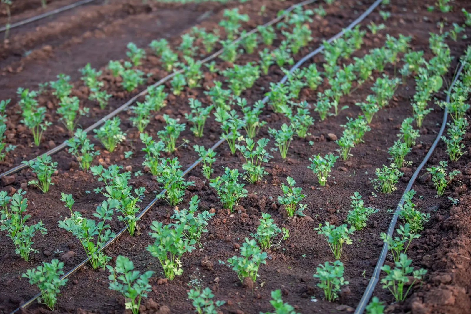 Des lignes de goutte-à-goutte noires posées le long de rangs de jeunes plants sur une terre brune