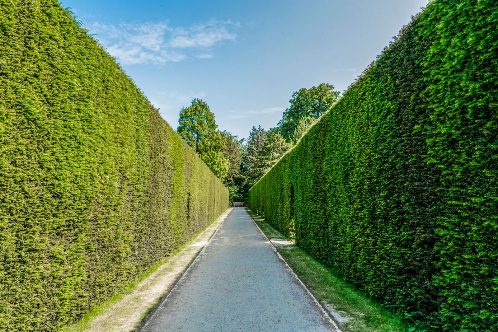Allée bordée de grandes haies vertes taillées souplement, sous un ciel dégagé et une lumière de plein soleil