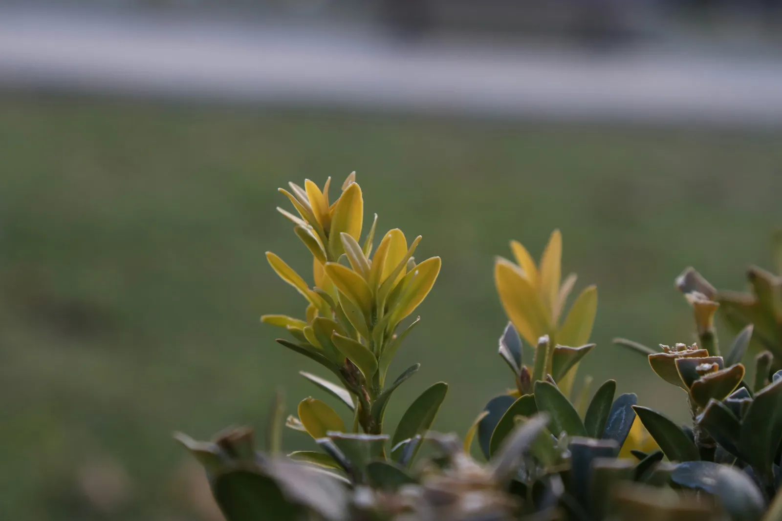Laurier-rose en gros plan avec jeunes feuilles jaunes et feuilles vertes sur un même rameau