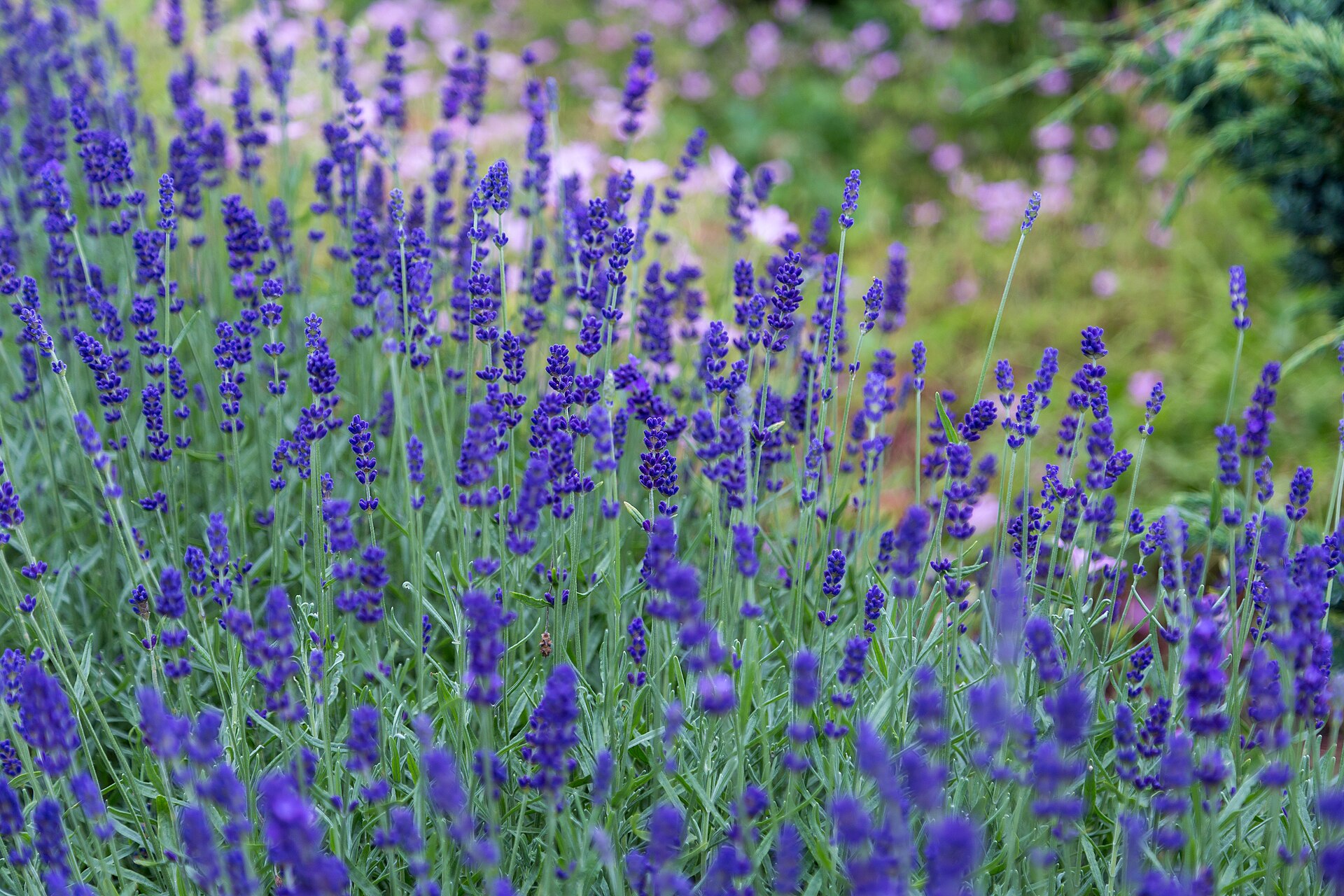 Tiges de lavande en fleur, violettes, devant un massif flou