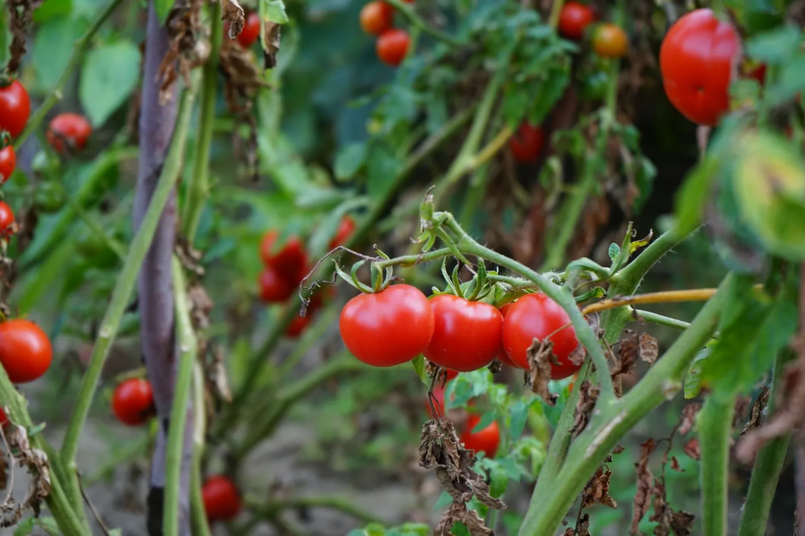 Plant de tomate avec feuilles tachées et flétries, fruits verts et quelques tomates encore présentes