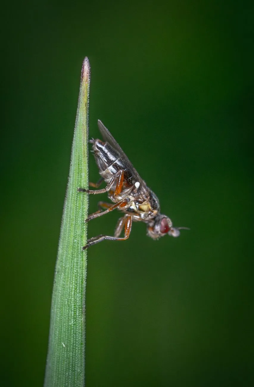 Mouche de l’olive posée sur une lame de feuille verte, sur fond flou sombre