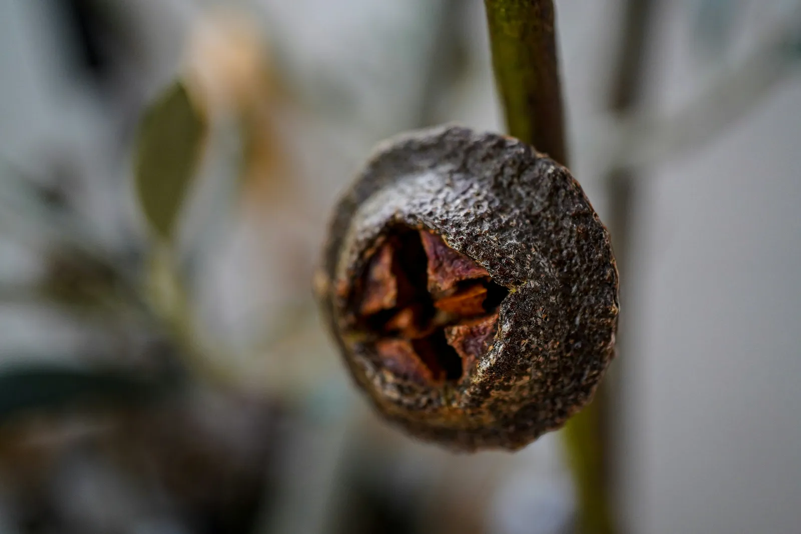 Gros plan d’une olive noire abîmée sur rameau, avec la cavité ouverte et le fond flou