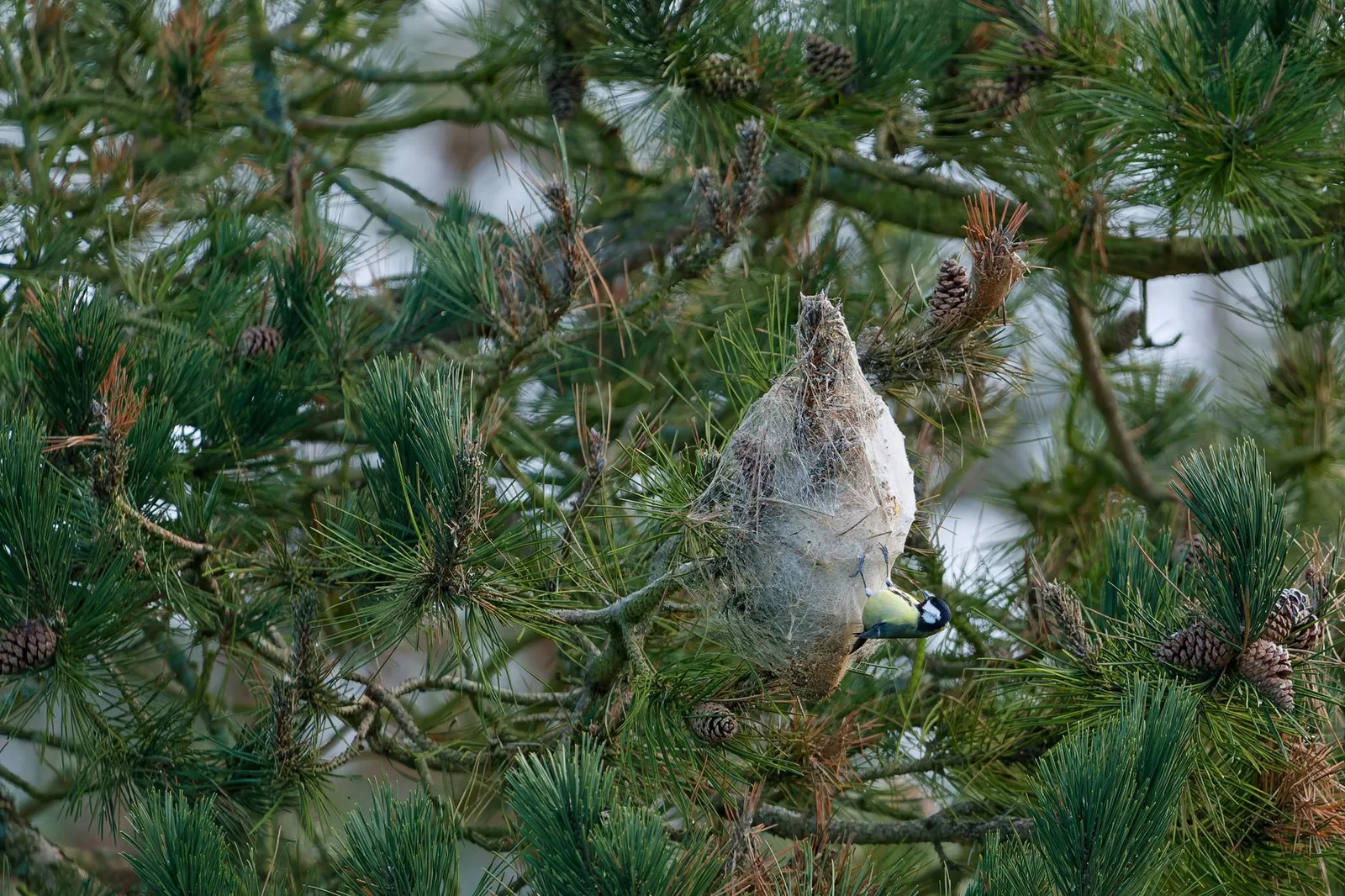 Nid blanc suspendu dans un pin, avec une mésange charbonnière posée près de la branche