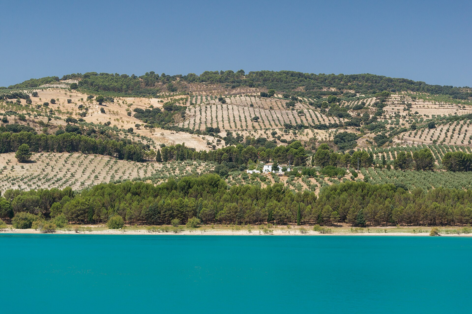 Collines sèches plantées d’oliviers et d’amandiers en rangs, sous un ciel bleu, au-dessus d’un lac