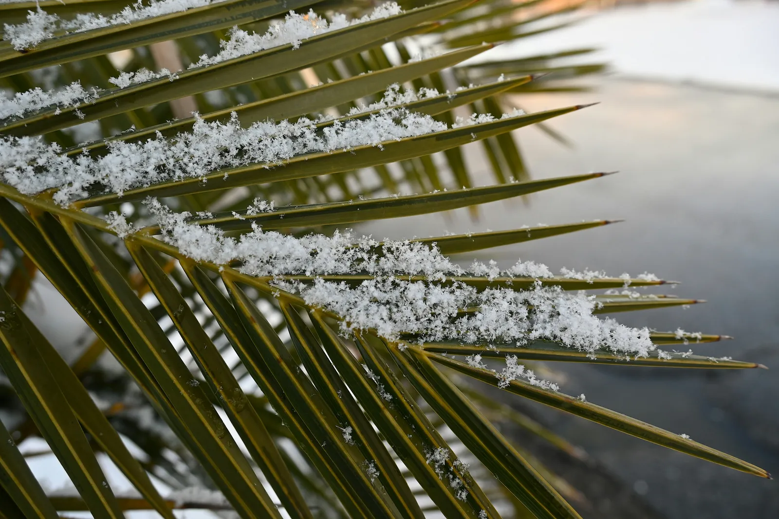Feuilles de palmier couvertes de neige, en gros plan, avec fond flou et lumière froide