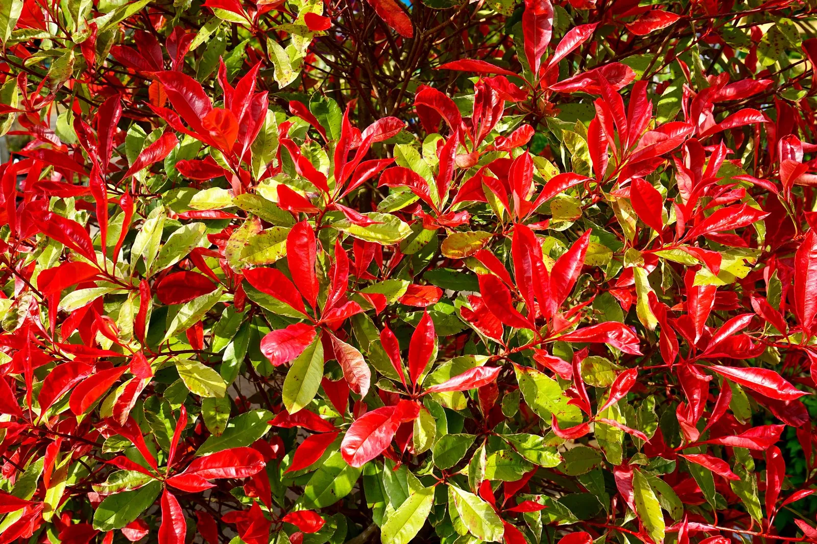 Feuilles de photinia rouges et vertes en gros plan, éclairées par le soleil