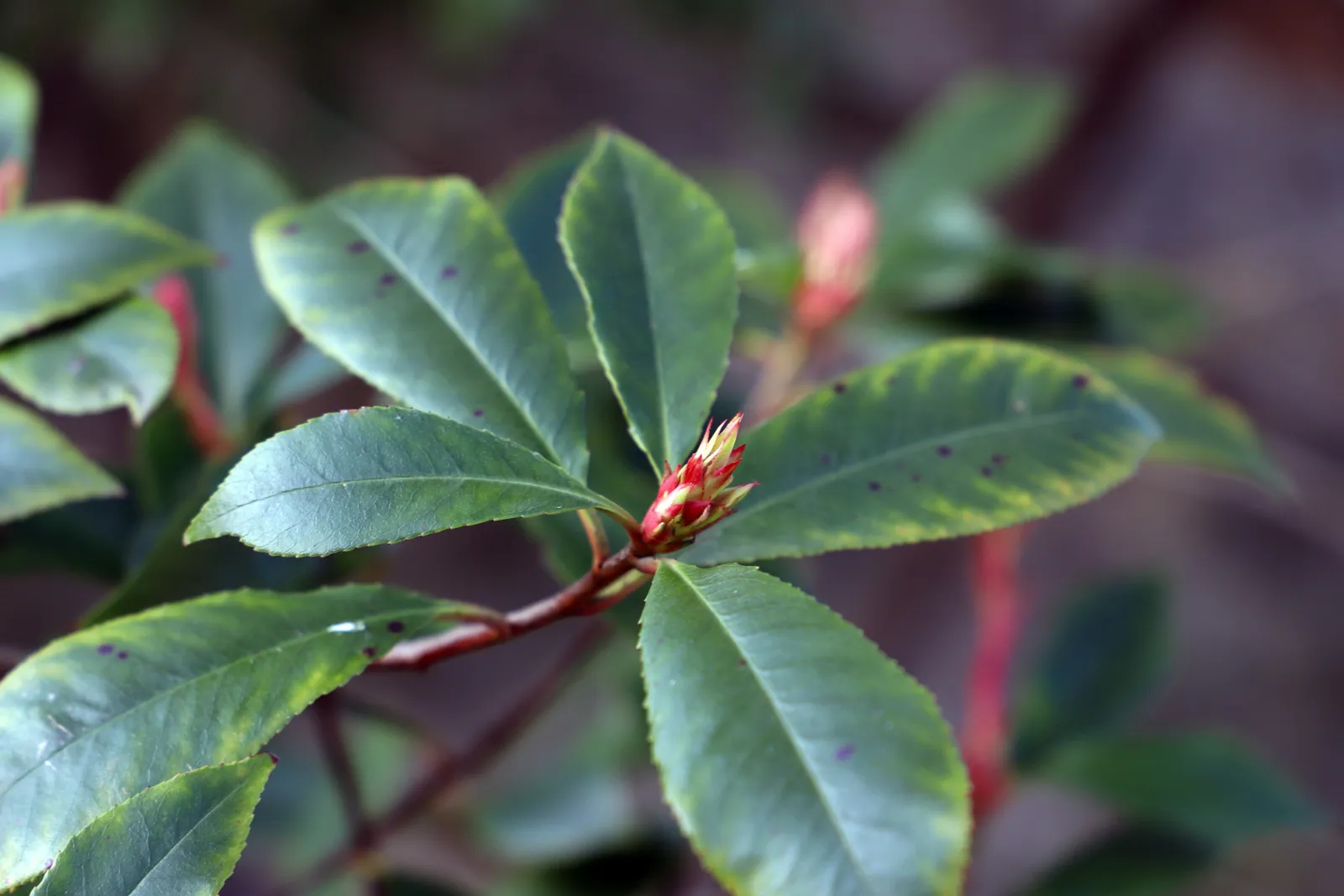 Gros plan de feuilles de photinia vertes avec des taches sombres et des jeunes pousses rouges