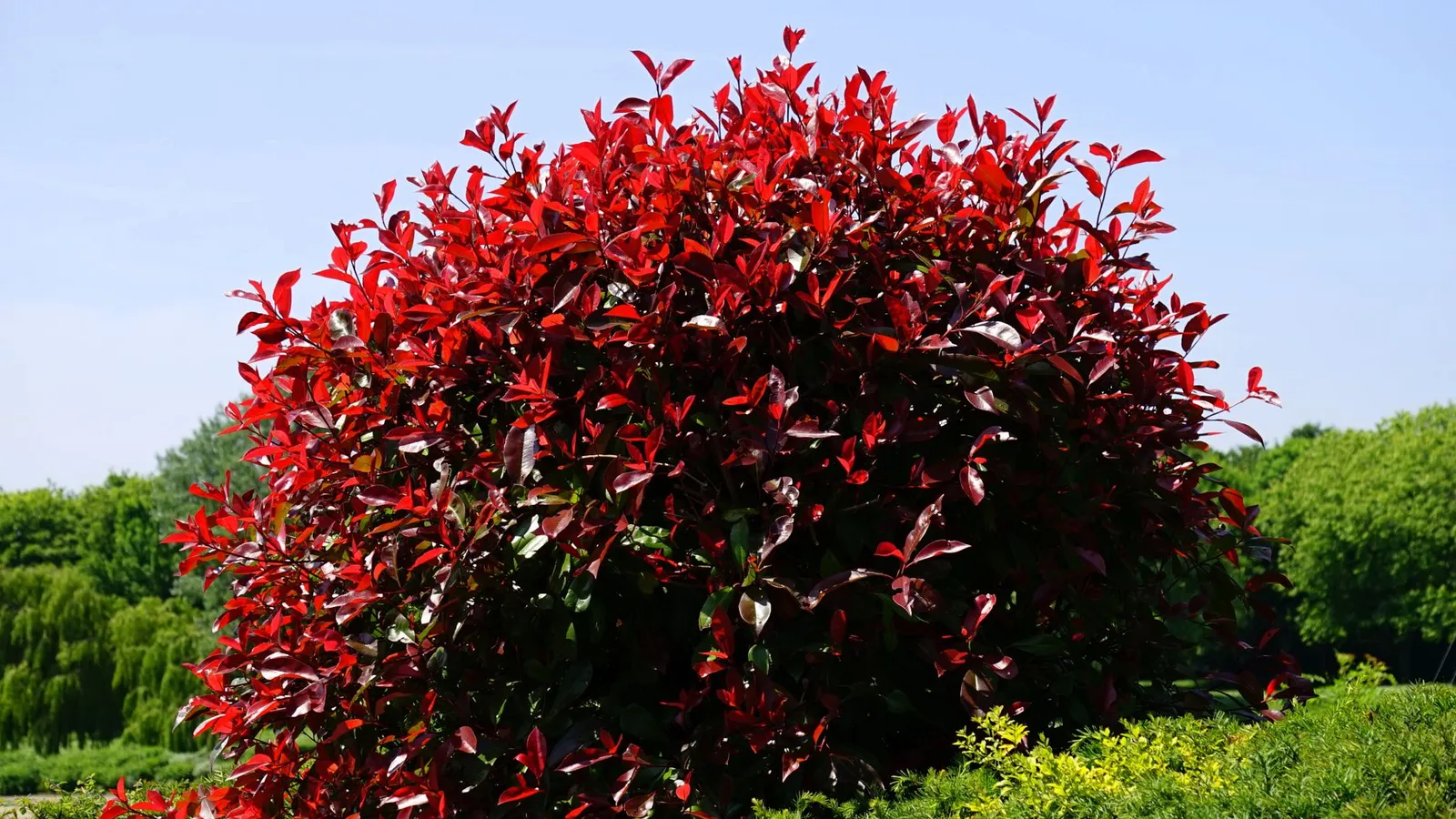 Arbuste de photinia aux jeunes pousses rouges et au feuillage vert adulte, en plein soleil