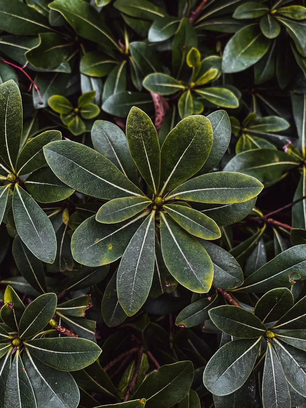 Feuilles vert sombre de Pittosporum tobira en gros plan, disposées en rosette sur des rameaux serrés