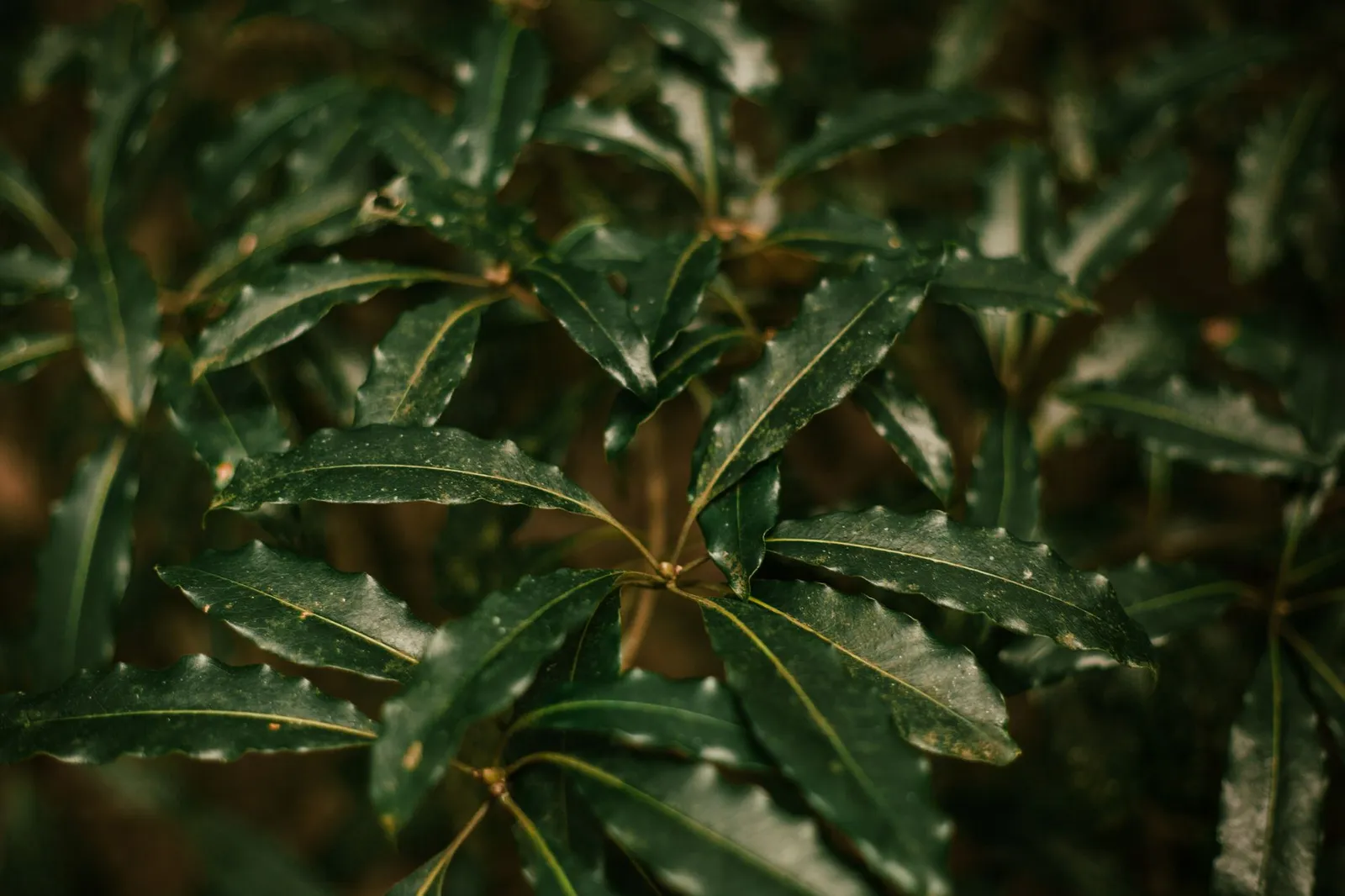 Feuillage persistant du pittosporum, avec feuilles vert foncé luisantes et nervures visibles en gros plan