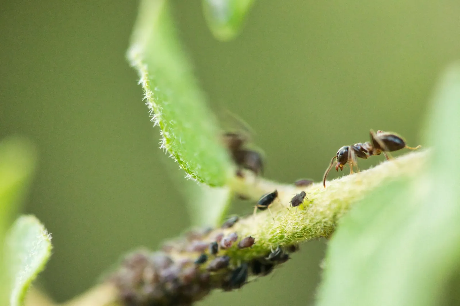 Colonie de pucerons noirs et verts sur une jeune tige, avec une fourmi dessus