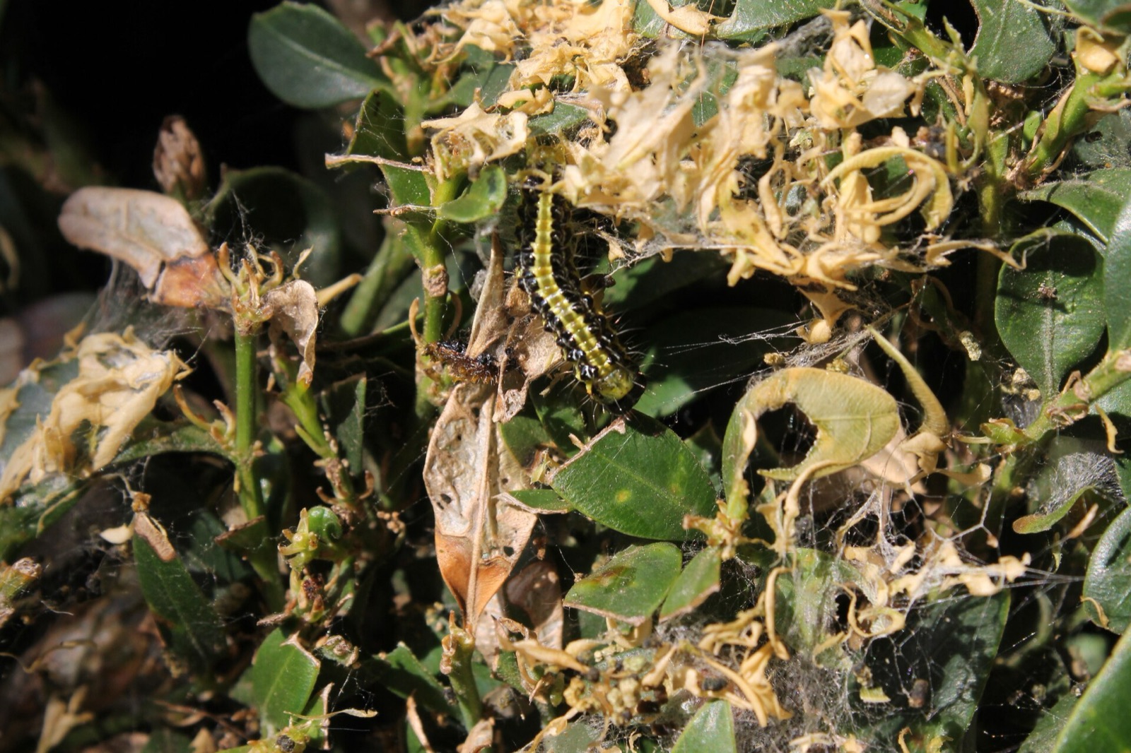 Chenille rayée de noir et de jaune vert au milieu de feuilles de buis rongées et de fils de soie
