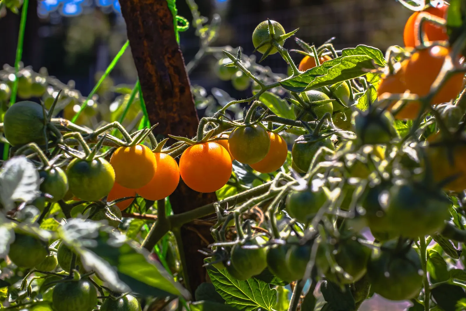 Des tomates cerises orange et vertes mûrissent en grappe sur un pied tuteuré, en plein soleil