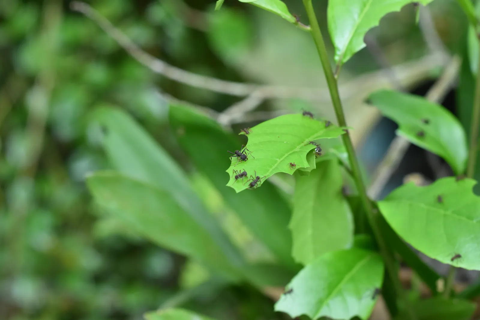 Chenille verte sur une branche de buis, avec feuilles grignotées autour