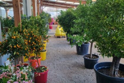 arrivage de fruitiers, agrumes, arbres en pot ou en pleine terre au Jardin d'Héloïse à Rousson dans le Gard 2023