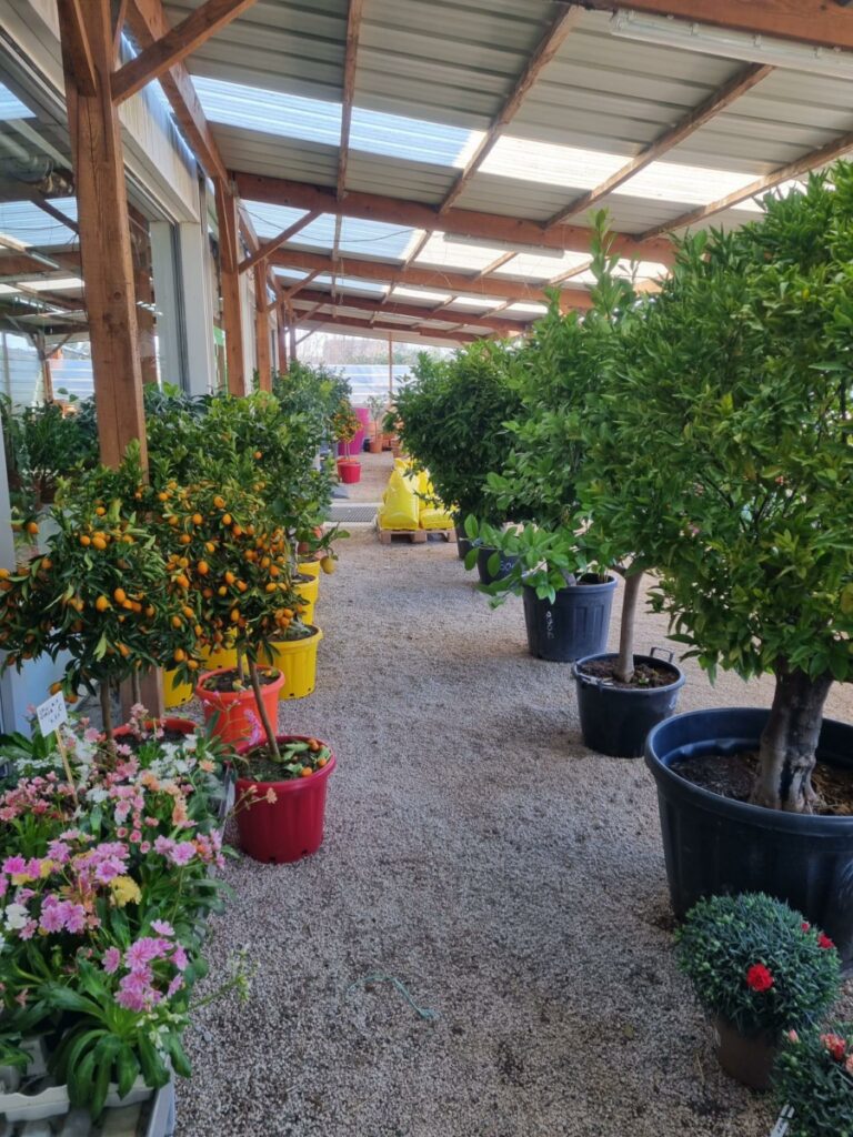 arrivage de fruitiers, agrumes, arbres en pot ou en pleine terre au Jardin d'Héloïse à Rousson dans le Gard 2023